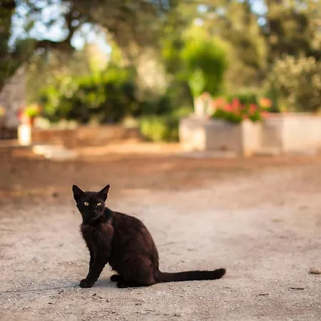 Bed & Breakfast Masseria Fracchicchi Galatina
