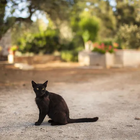Masseria Fracchicchi فندق مبيت وإفطار غالاتينا