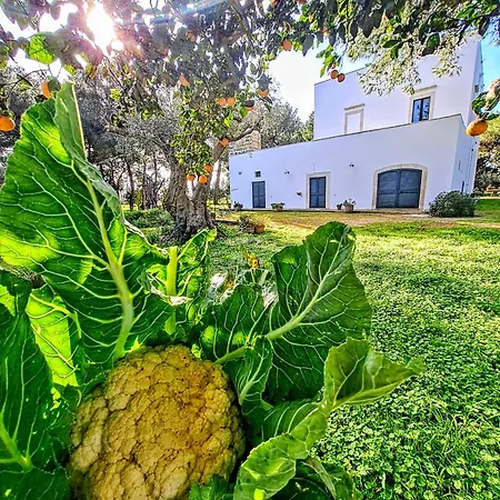 Masseria Fracchicchi Bed & Breakfast