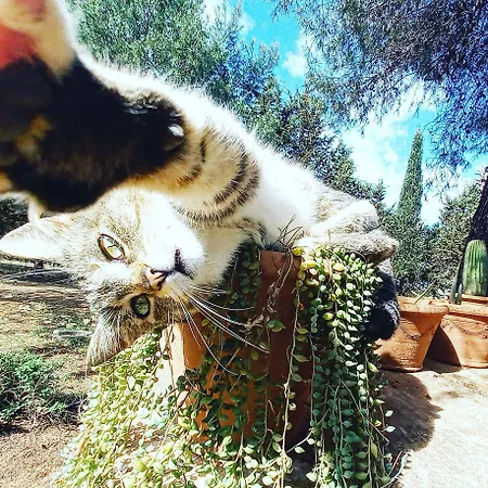Masseria Fracchicchi Frühstückspension Galatina